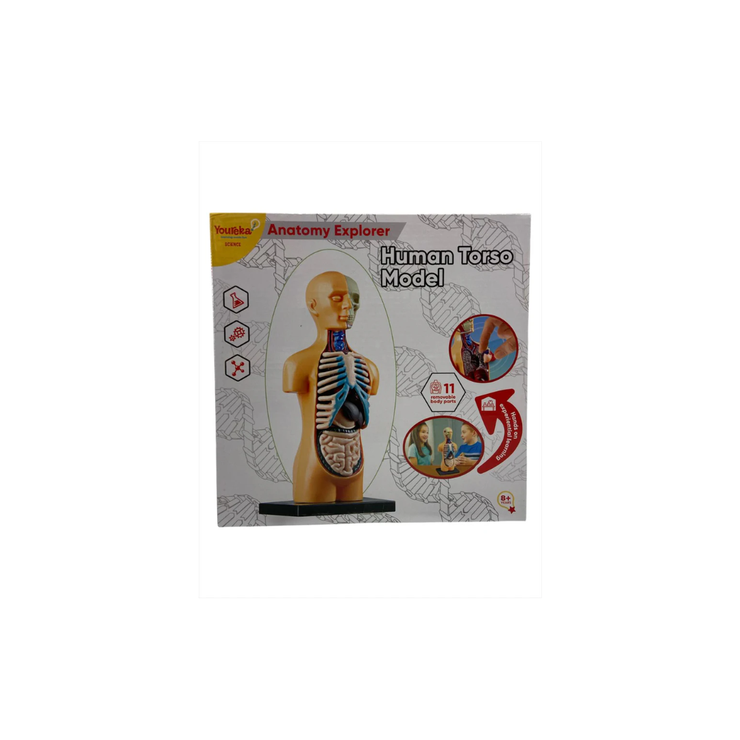 Youreka Steam Anatomy Explore Human Torso Model 8Yrs+